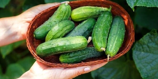 افزایش ۵۰ درصدی قیمت خیار در تابستان امسال/ تنه خیار به میوه‌های لاکچری!