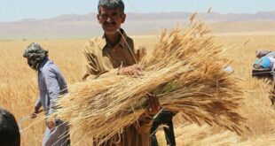 انتقاد روزنامه حامی دولت از ناکامی در خرید گندم کشاورزان به نرخ تضمینی