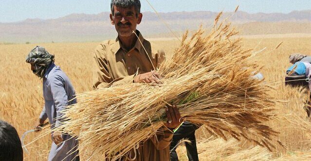 انتقاد روزنامه حامی دولت از ناکامی در خرید گندم کشاورزان به نرخ تضمینی