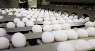  درخواست افزایش ۱۰ هزار تومانی قیمت تخم مرغ از دولت