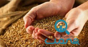 خبر جدید برای گندمکاران/ قیمت گندم مشخص شد