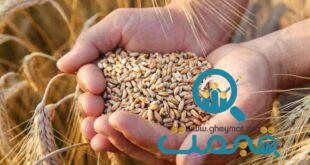 گندمکاران بخوانند/ خبر جدید وزارت جهادکشاورزی درباره قیمت گندم